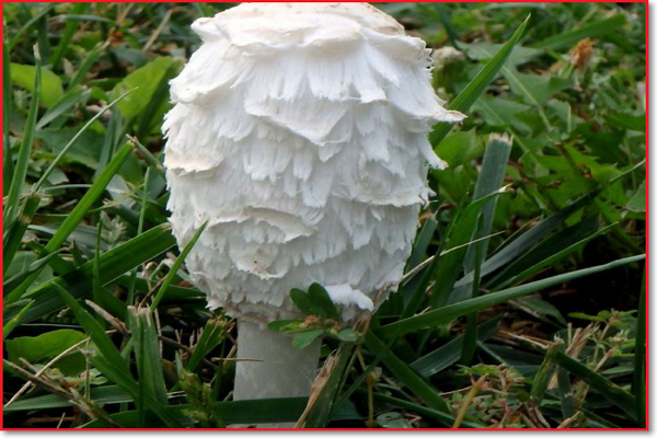 牛粪上可以种哪几种蘑菇?