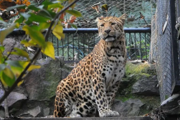 杭州金钱豹出逃案件宣判,都有哪些人获刑?