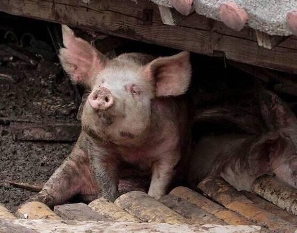 13岁“猪坚强”已不能自主站立，它存在的意义是什么？