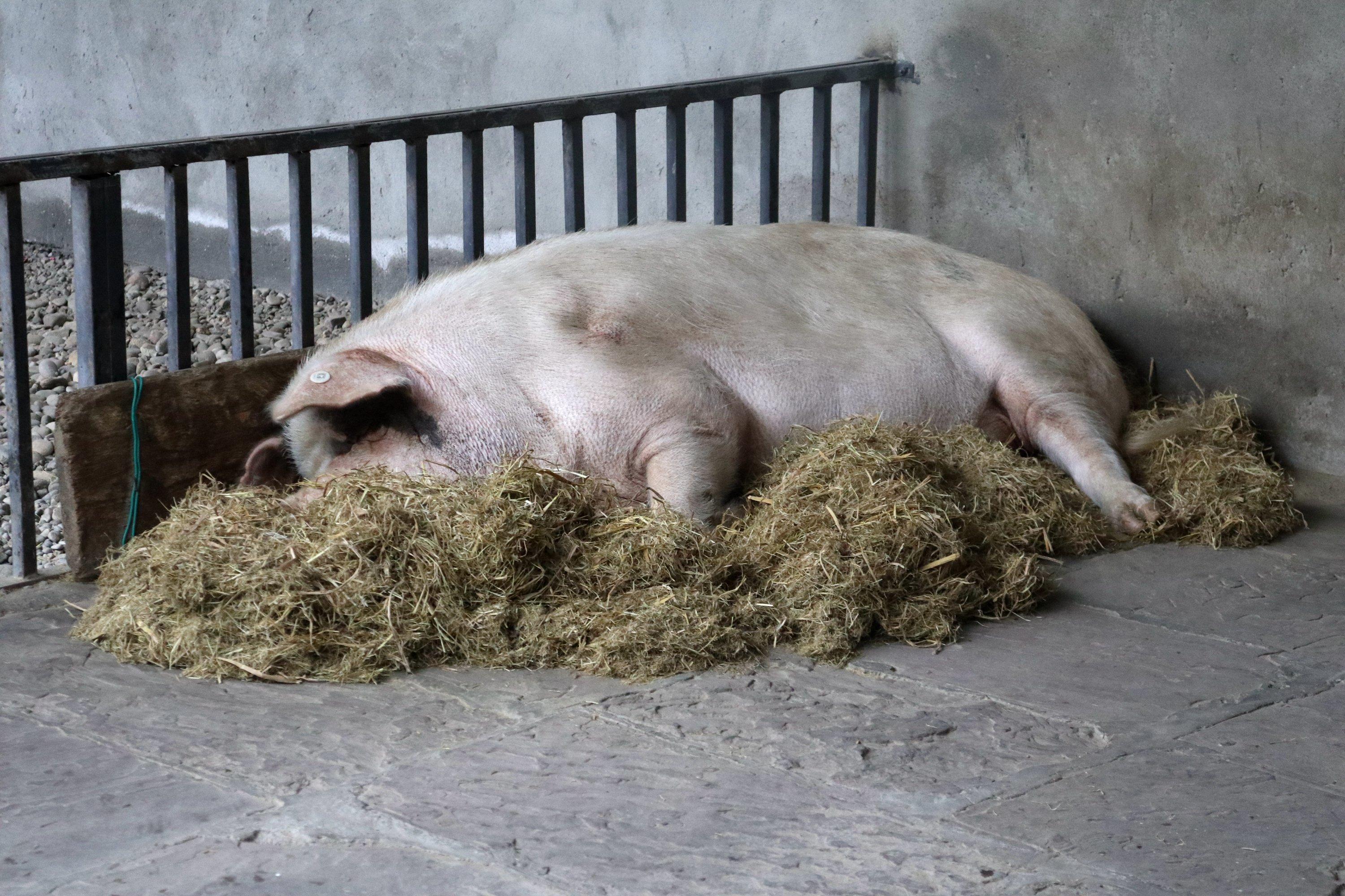 13岁“猪坚强”已不能自主站立，它存在的意义是什么？