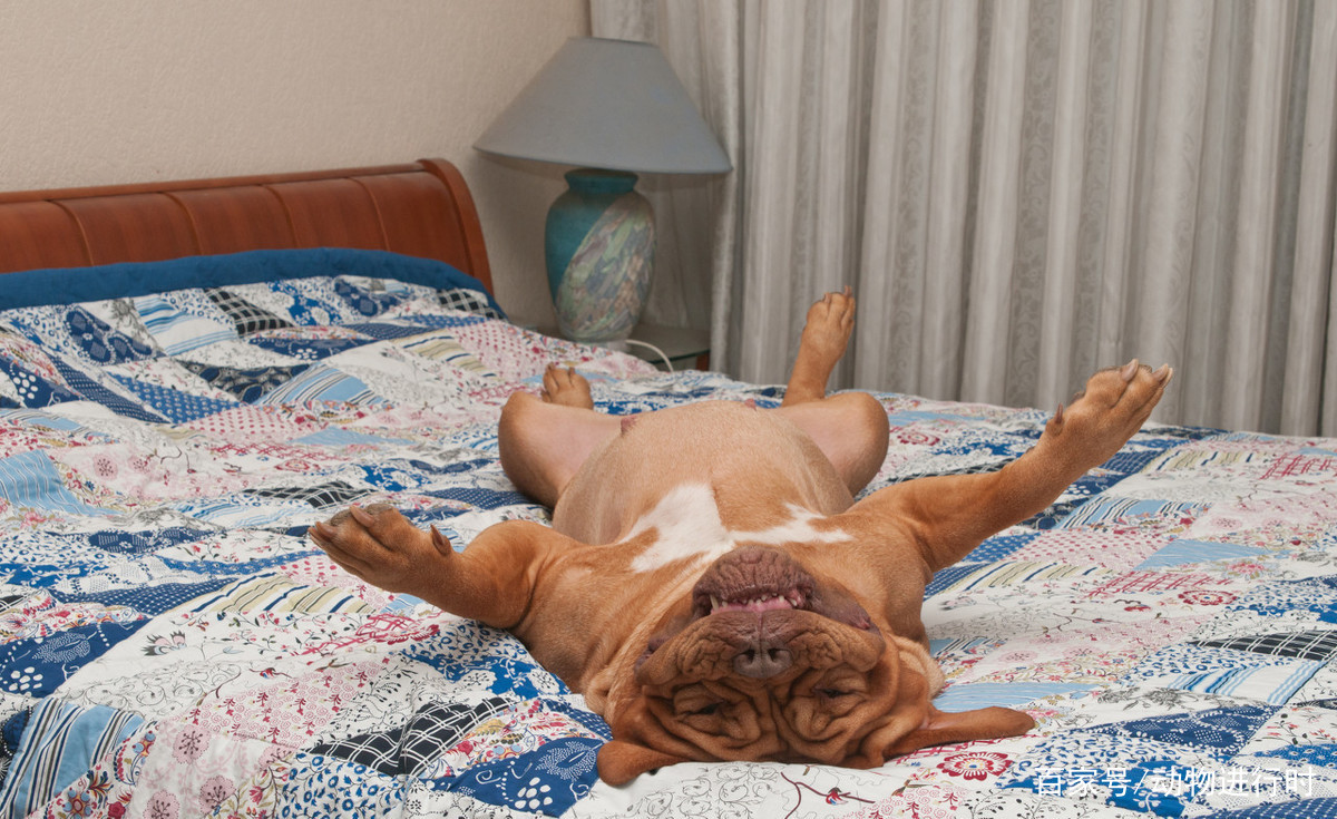 宠物狗可以和人在一起睡觉吗?