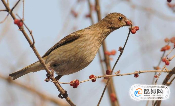植物传播种子的方法都有哪些?
