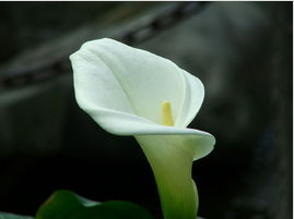 春天里开什么花