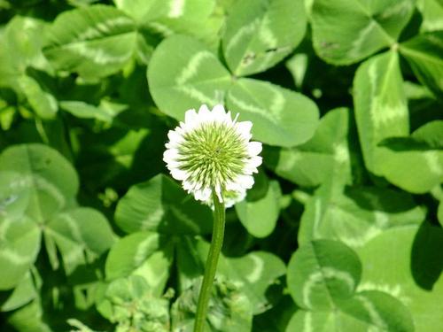 三叶草是什么草为什么有人说就是外面的杂草?