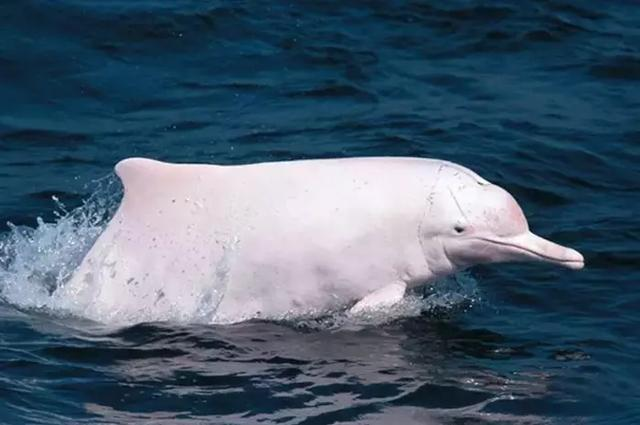 广东南澳岛现5只粉色海豚,这种神奇的物种是从哪里来的?