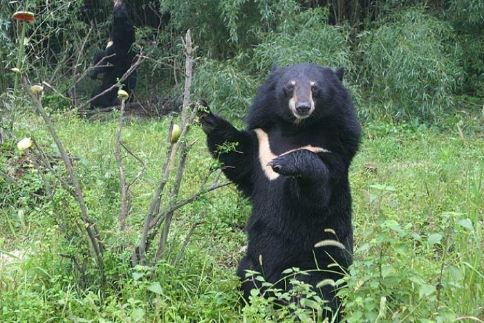 辽宁一马戏团黑熊逃跑上街,黑熊是怎么逃跑出去的?