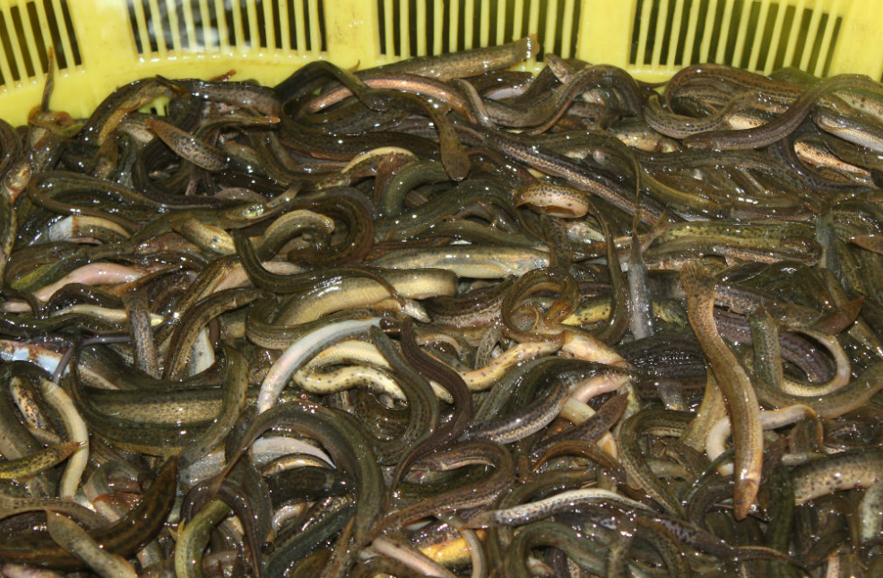 一年赚10万需要养多少亩泥鳅?