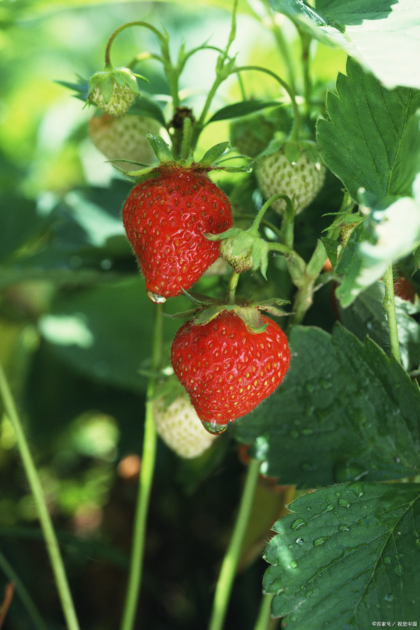 有机农业的发展前景是什么?发展它的必要性是什么?怎么发展?