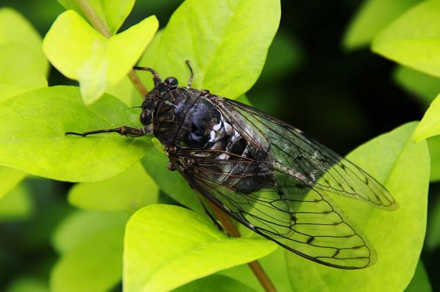 美国人将蝉做成巧克力,这样的巧克力能吃吗?