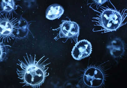 安徽怀宁一池塘现大量桃花水母，这是怎么回事？