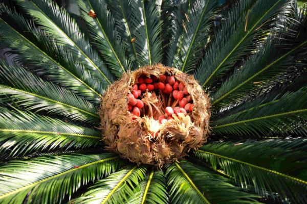 千年铁树开花结果，这果子能吃吗？