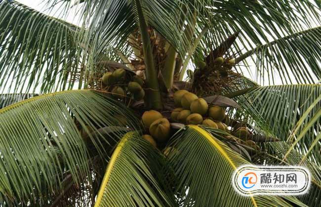 植物传播种子的方法都有哪些?