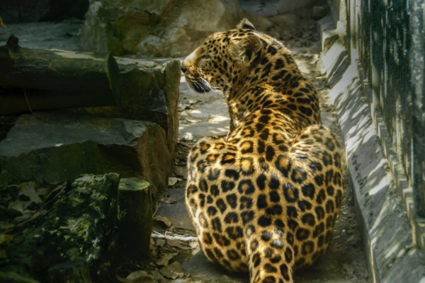 杭州金钱豹出逃案件宣判,都有哪些人获刑?