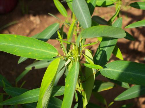 跳舞草为什么能跳舞？