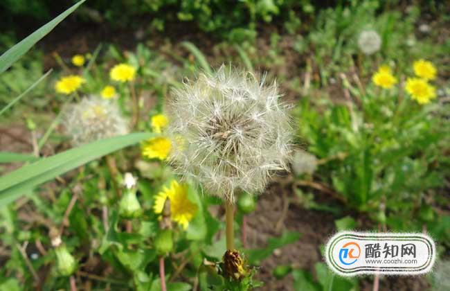 植物传播种子的方法都有哪些?