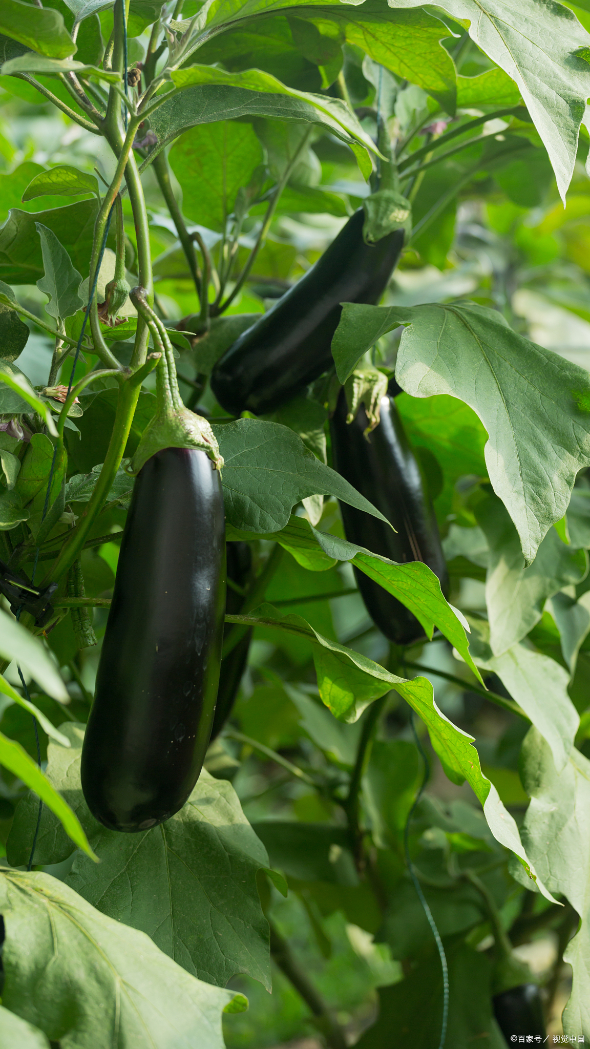 有机农业的发展前景是什么？发展它的必要性是什么？怎么发展？