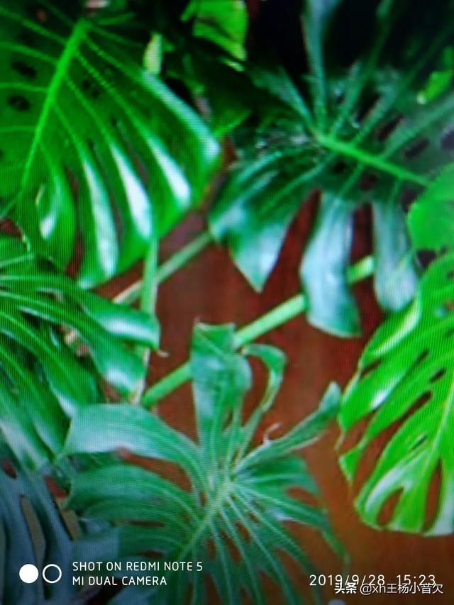 在水里养的花有哪些几种适合在水里养的花?