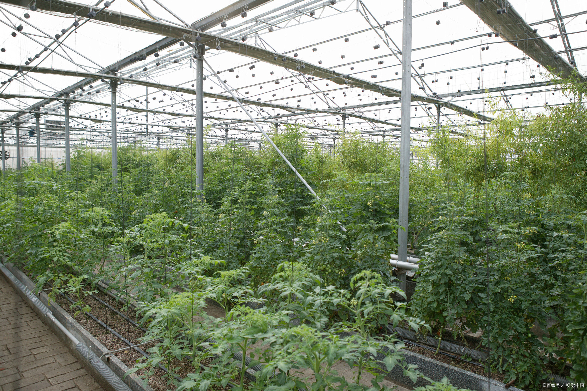 有机农业的发展前景是什么?发展它的必要性是什么?怎么发展?