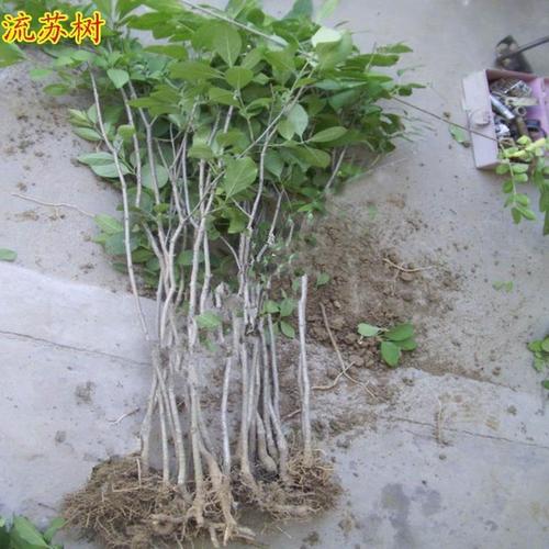 流苏种子的种植方法