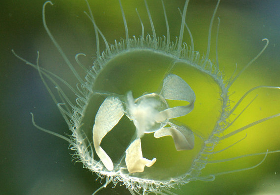 安徽怀宁一池塘现大量桃花水母，这是怎么回事？