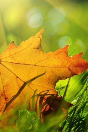 绿叶公司产品怎么样?