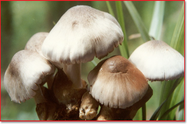 牛粪上可以种哪几种蘑菇?