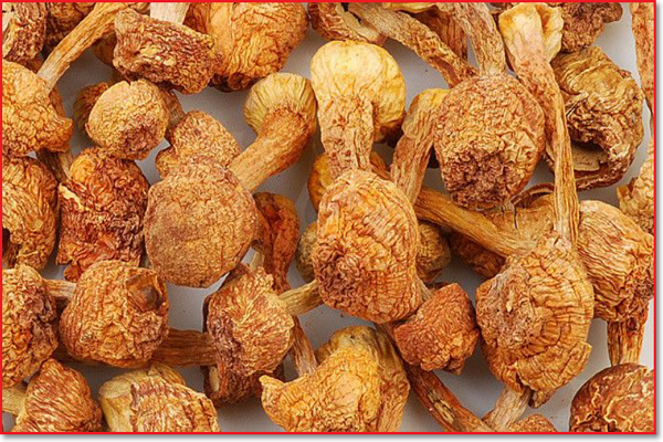 牛粪上可以种哪几种蘑菇?