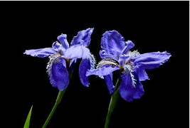 春天里开什么花