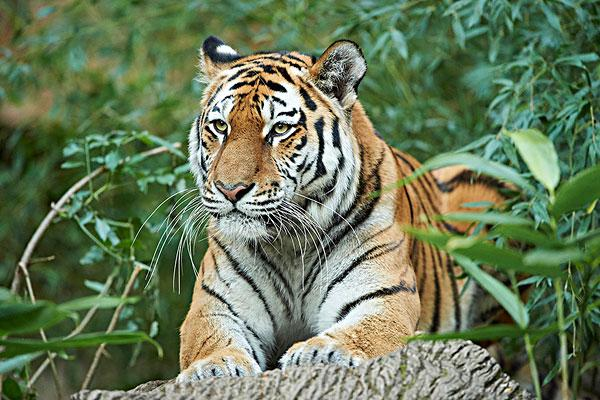 黑龙江,一成年东北虎闯入村庄,当地采取了什么举措?