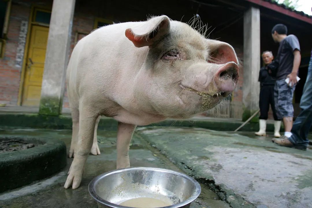 在山西洪灾中幸存的猪坚强遭扑杀,它为什么会被扑杀?