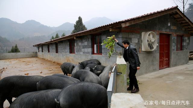 说猪肉价格能跌到4元一斤，是夸张说法，还是真的有科学依据？