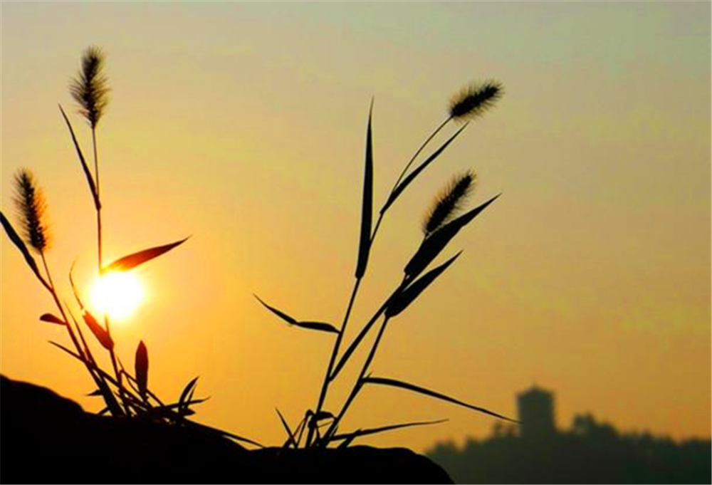 无人与我立黄昏 无人问我粥可温全诗是什么?