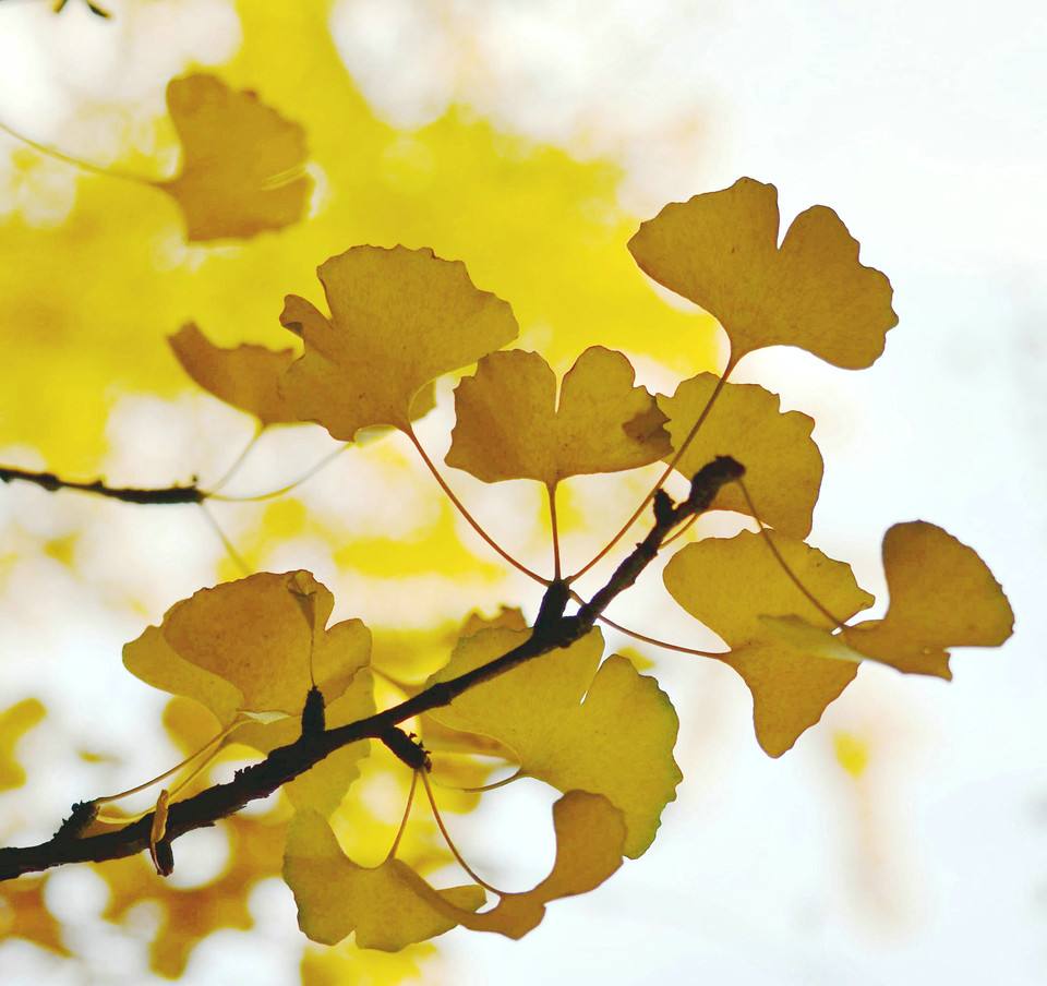 用新鲜银杏叶泡水喝究竟有什么作用?