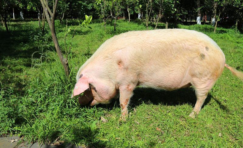 猪坚强将被安乐死系谣言,目前它的情况如何?