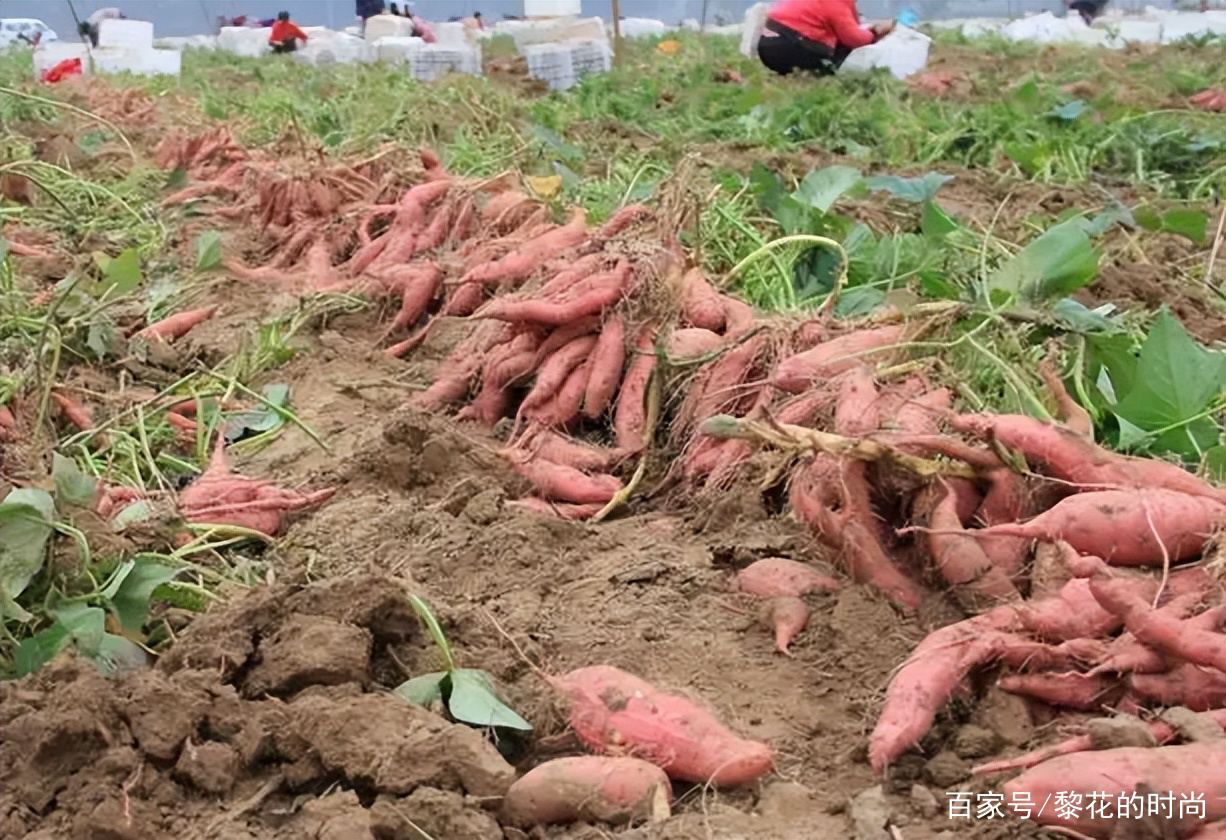 夏至过后还能不能种植红薯了?为啥有人说夏至栽红薯光长根?