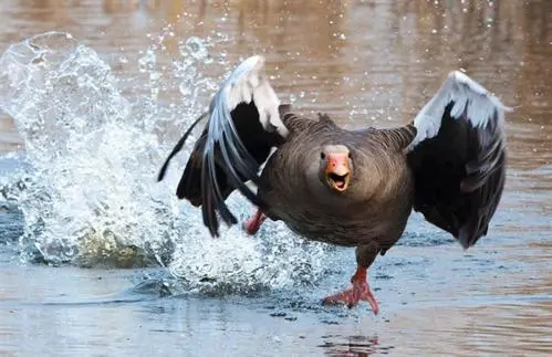 老虎被大鹅追咬,为何连老虎都怕大鹅?