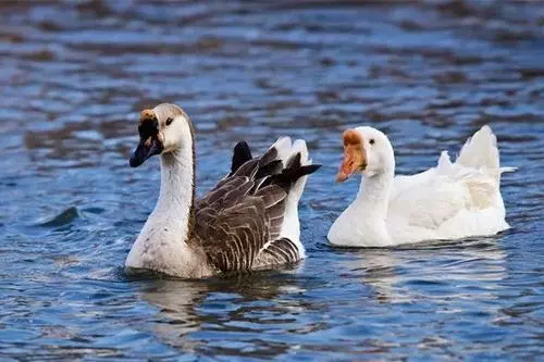 老虎被大鹅追咬,为何连老虎都怕大鹅?