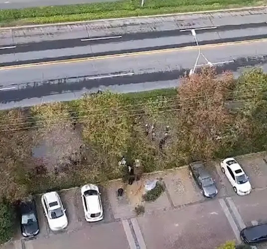 河南一男子竟在小区旁绿化带挖坑葬母,这名男子到底为何这么做?