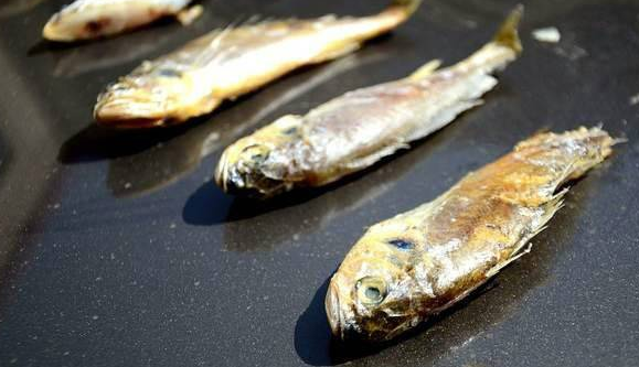 山东滨州美女为何能在汽车引擎盖上烤鱼吃?