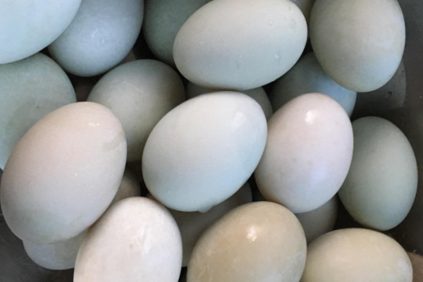 豆浆可以和鸭蛋一起吃吗?