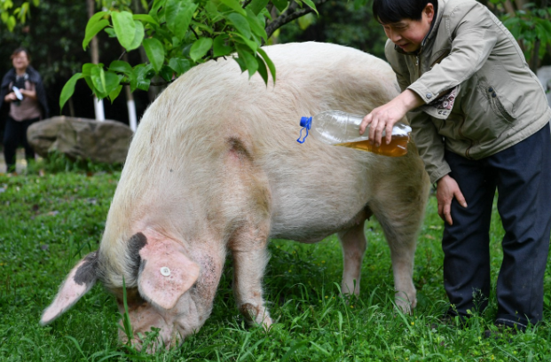 猪坚强将被安乐死系谣言,目前它的情况如何?