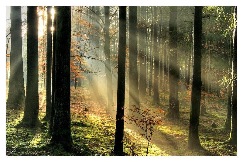 济南出现短暂丁达尔效应,这一现象是如何形成的?