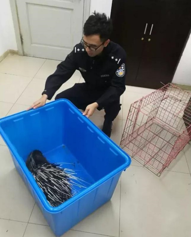 上海街头出现“不明生物”，浑身带刺疑似等绿灯过马路，这是种什么动物？