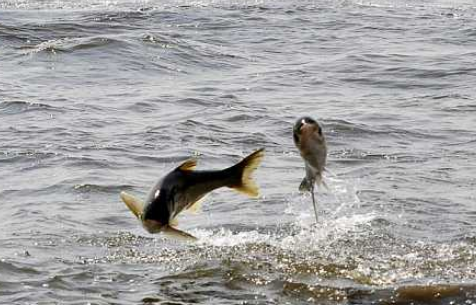 分析查干湖渔民选择冬季捕鱼的原因