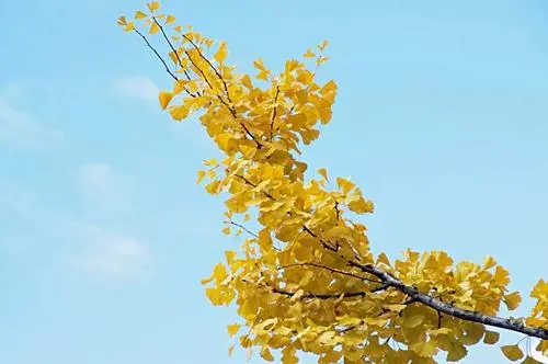 用新鲜银杏叶泡水喝究竟有什么作用?