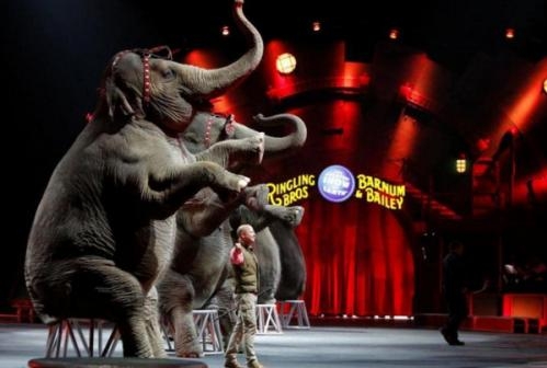 身亡杂技演员家属不接受50万赔偿,该马戏团是如何回应的?