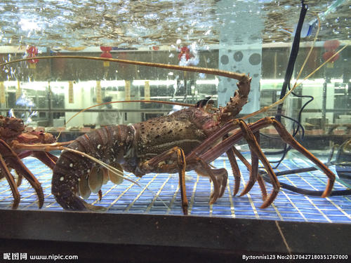 英国禁止活煮龙虾、螃蟹,此举背后的原因是什么?