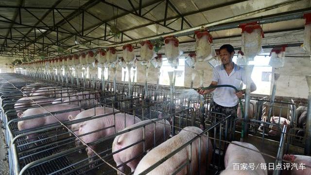 说猪肉价格能跌到4元一斤,是夸张说法,还是真的有科学依据?