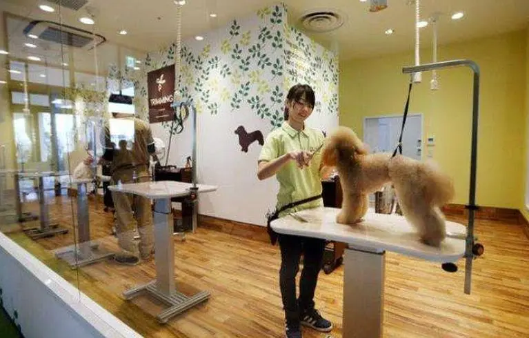 宠物店应该采取哪些措施保证宠物的安全？