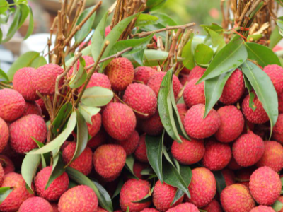 海口农户36年种出辣味荔枝,他是怎么种出来的?